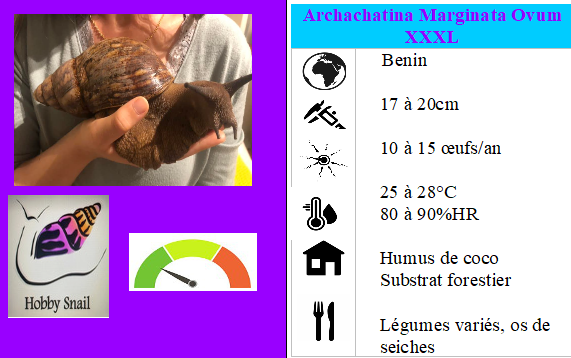 Archachatina Marginata ovum XXXL du bénin 16/17 cm