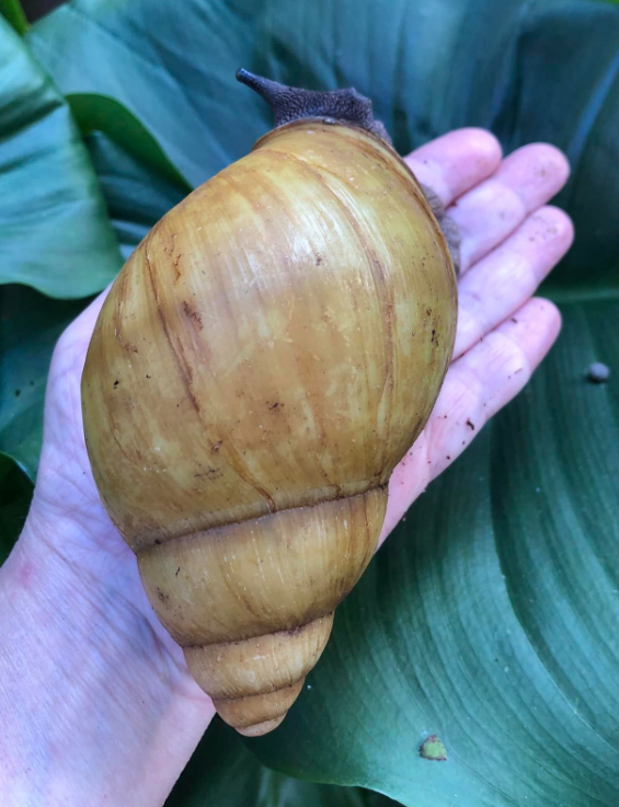 Archachatina marginata Ovum Albina Shell pied foncé