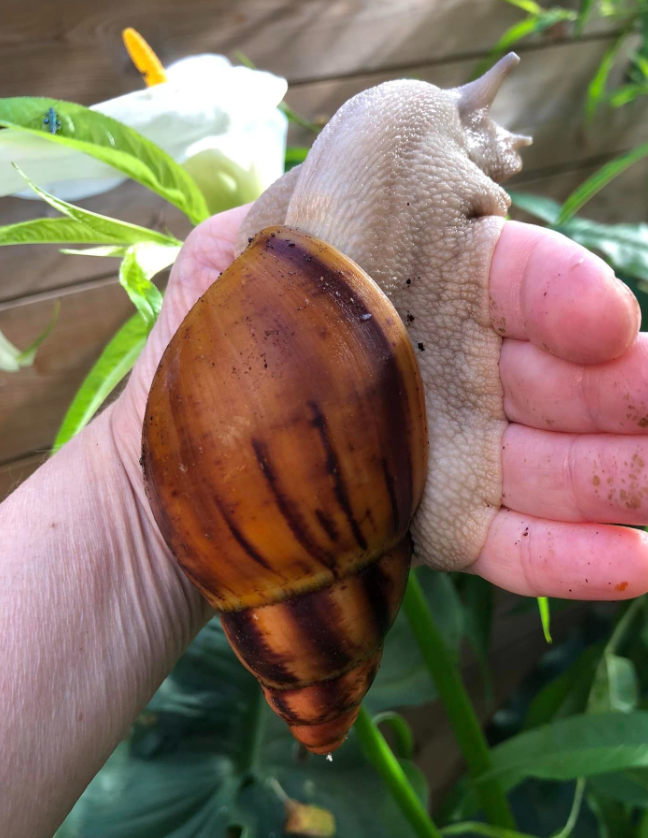 Archachatina marginata Suturalis pied silver