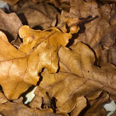 Feuilles de chêne