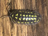 Armadillidium gestroi isopode