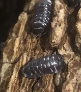 Armadillium corcyraeum classique