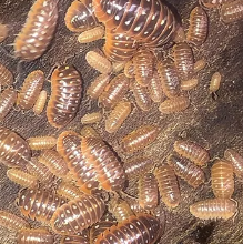 Armadillium Kluggii pudding monténégro