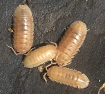 Armadillium Nassatum  "peach "