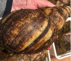 Archachatina Marginata ovum XXXL du bénin 16/17 cm