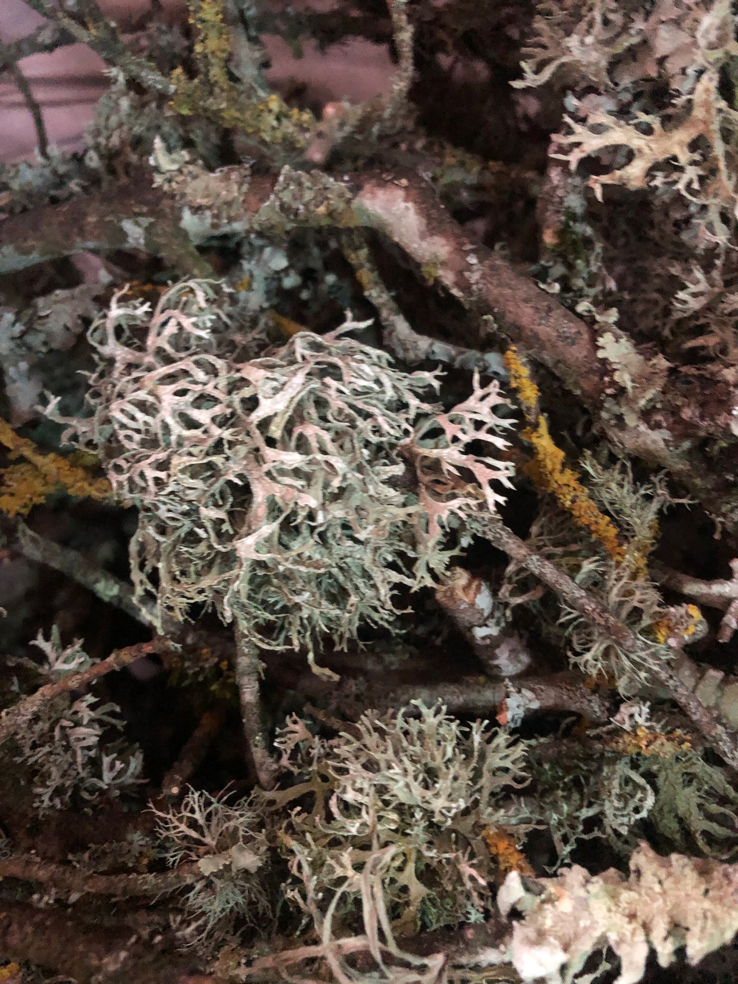 Lichens