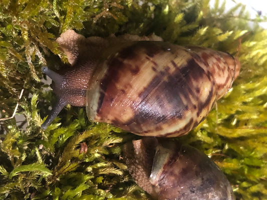 Archachatina Porphyrostoma pied foncé