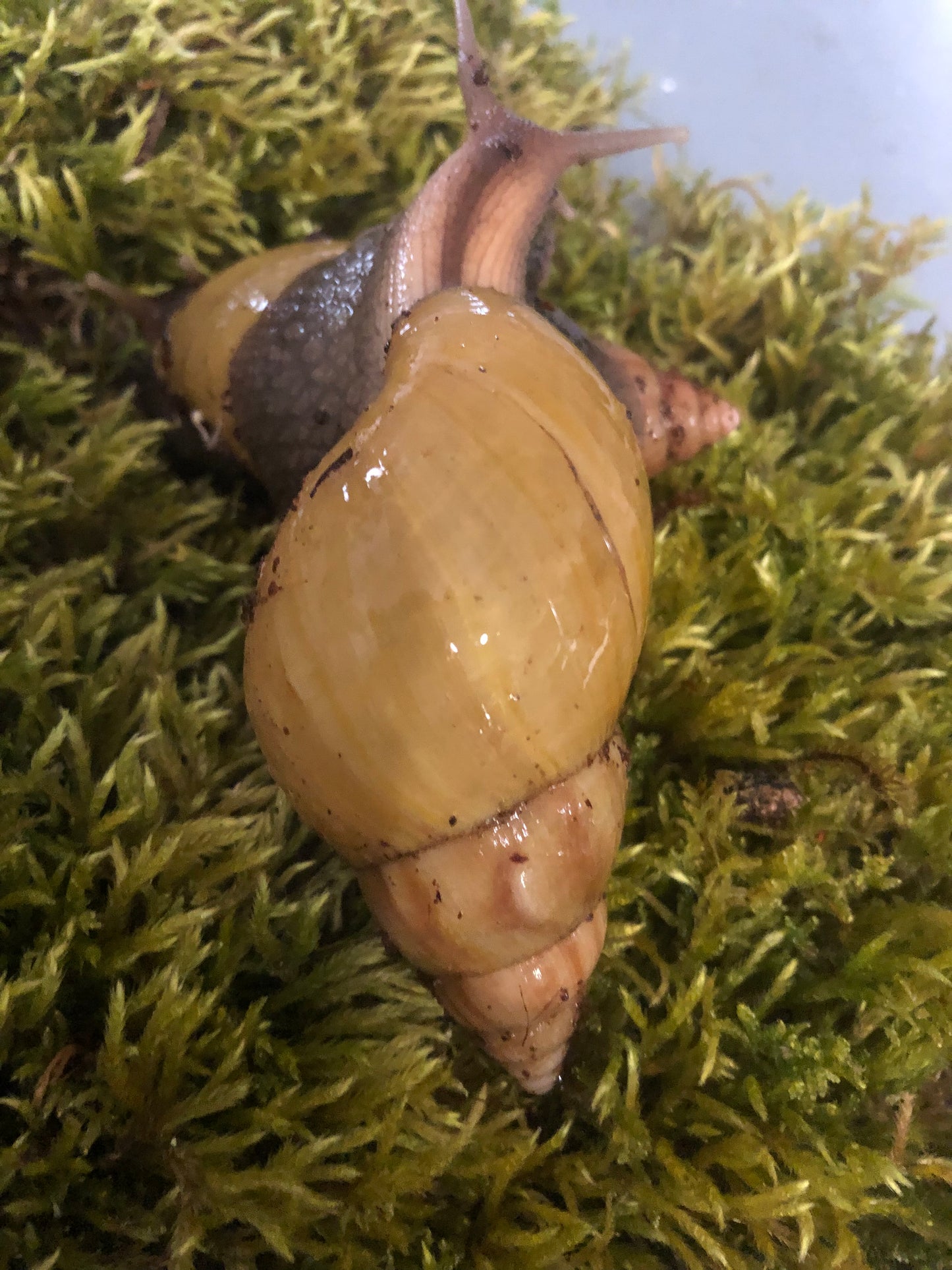 Lissachatina Fulica Hamillei var Rodatzi pied foncé