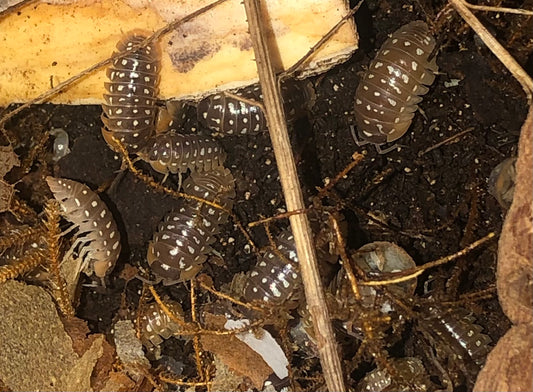 Armadillidium  Werneri "classique"