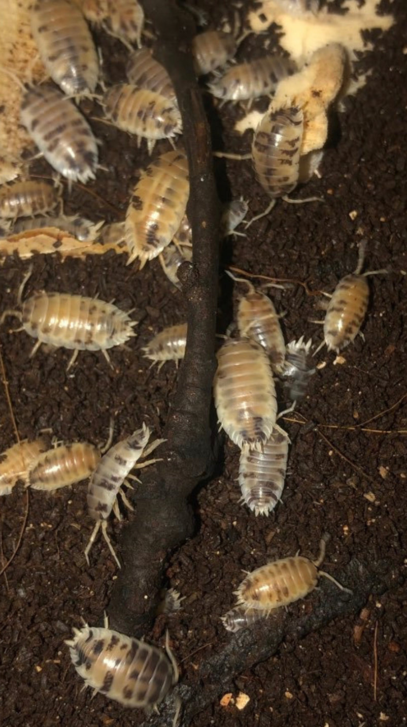 Porcellio leavis "Dairy cow"