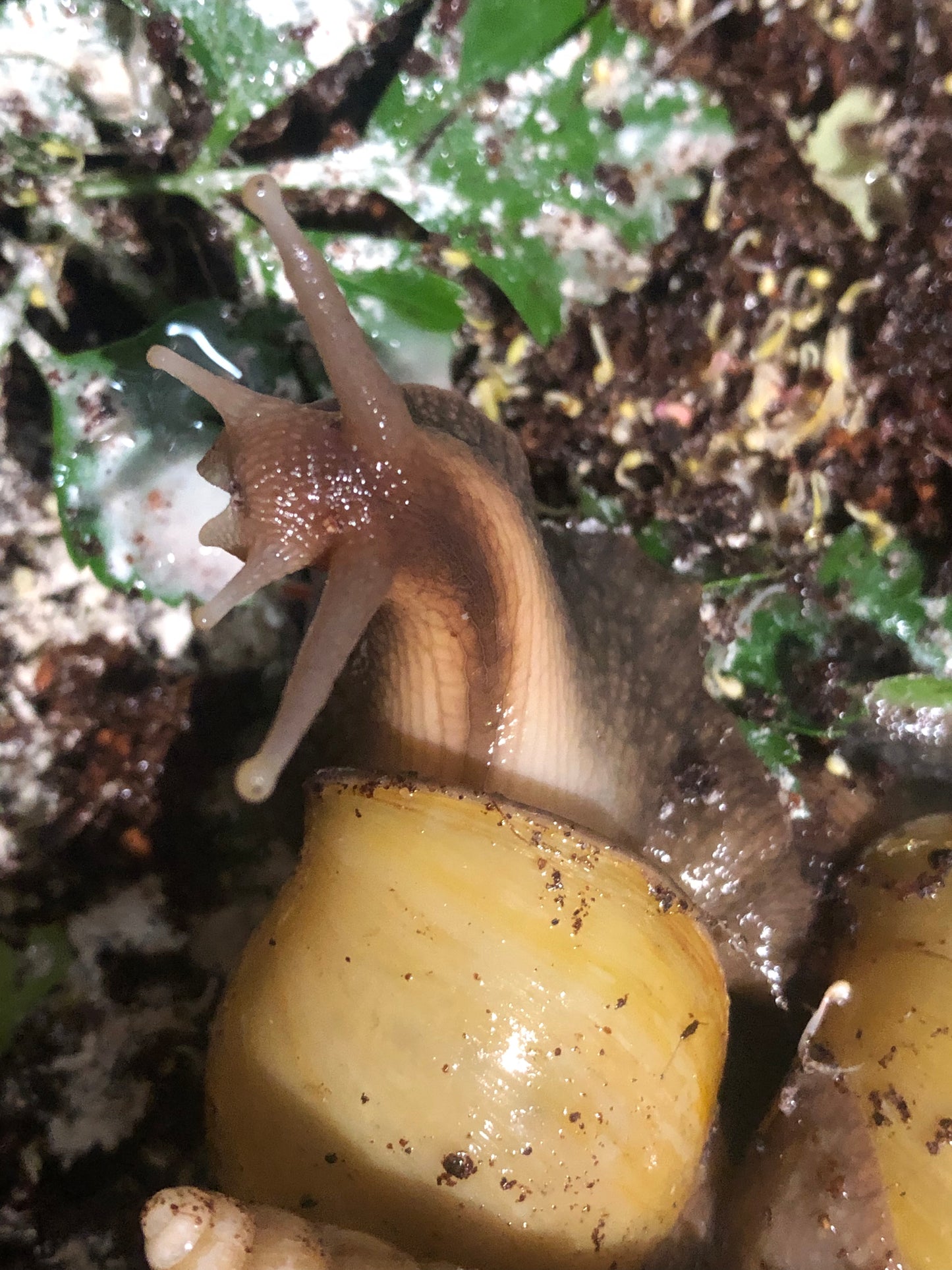 Lissachatina Fulica Hamillei var Rodatzi pied foncé