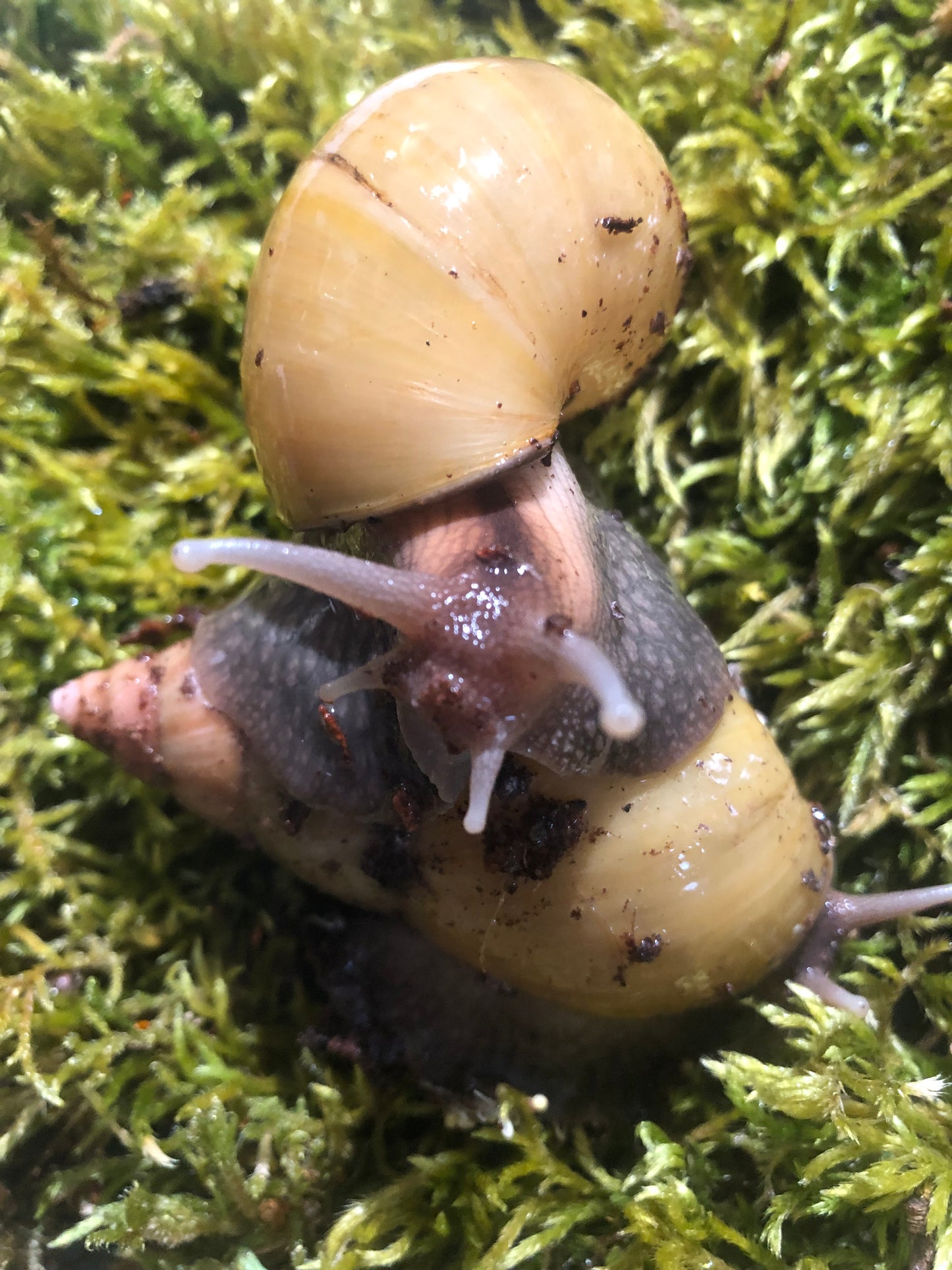 Lissachatina Fulica Hamillei var Rodatzi pied foncé