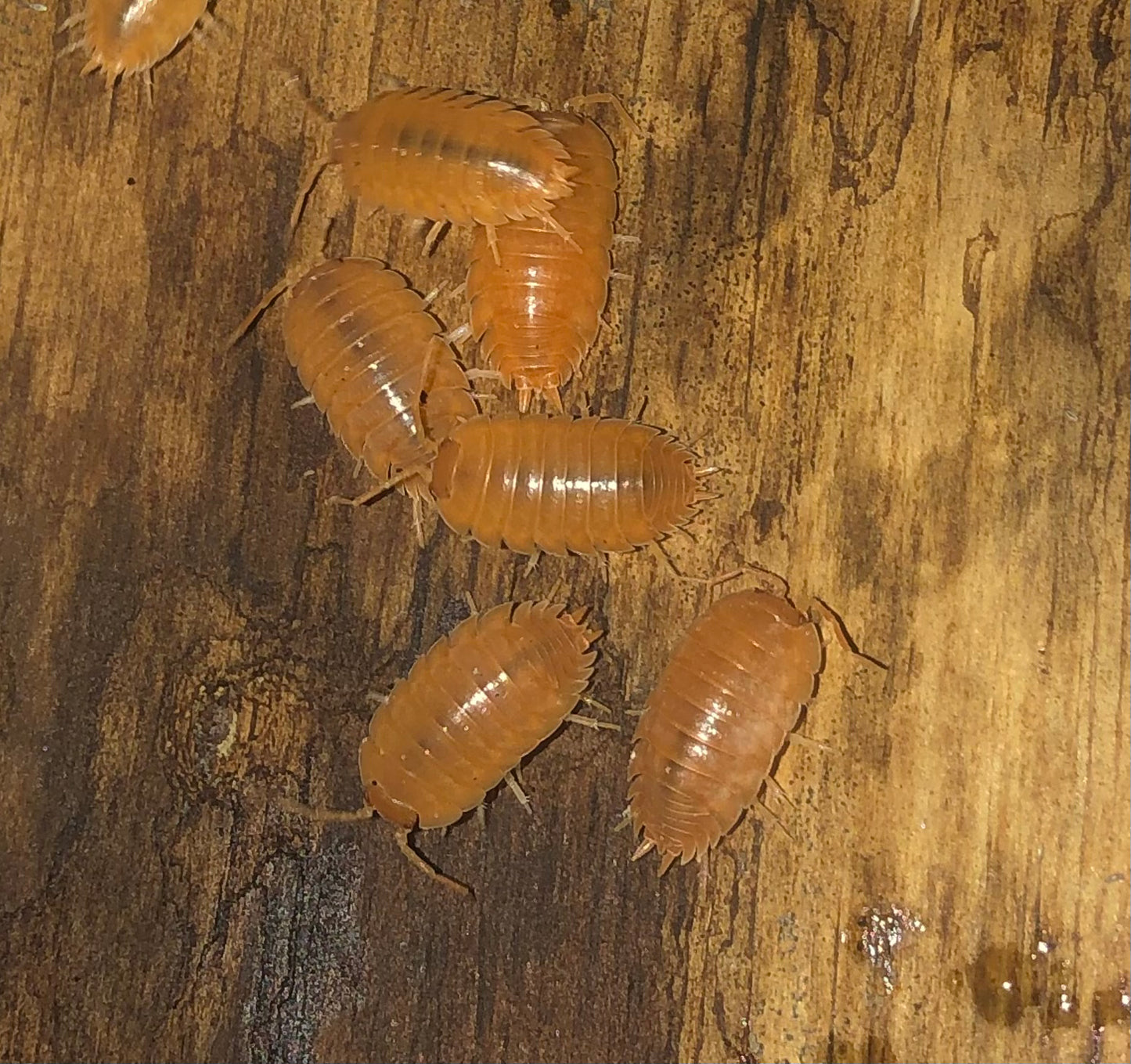 Porcellio leavis  "orange"