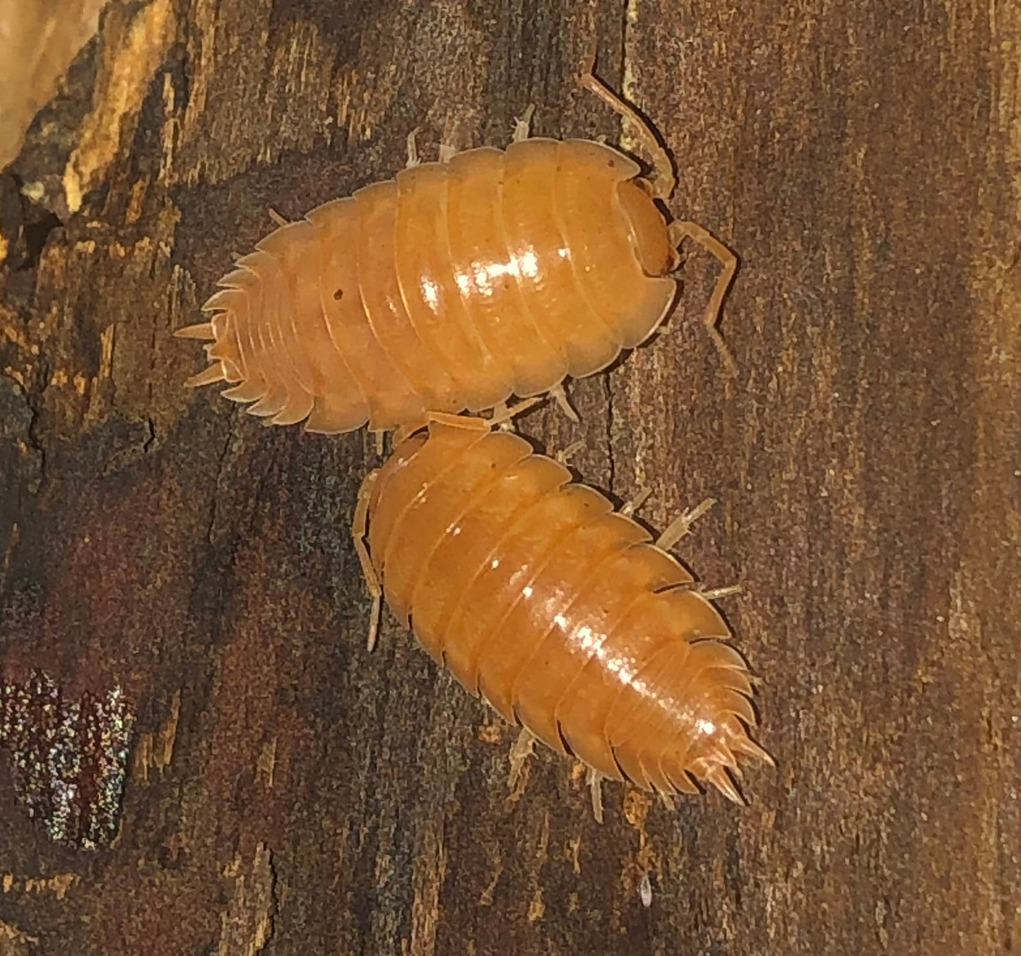 Porcellio leavis  "orange"