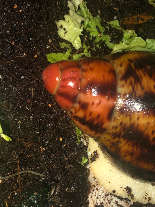 Archachatina Marginata Suturalis pied Albinos