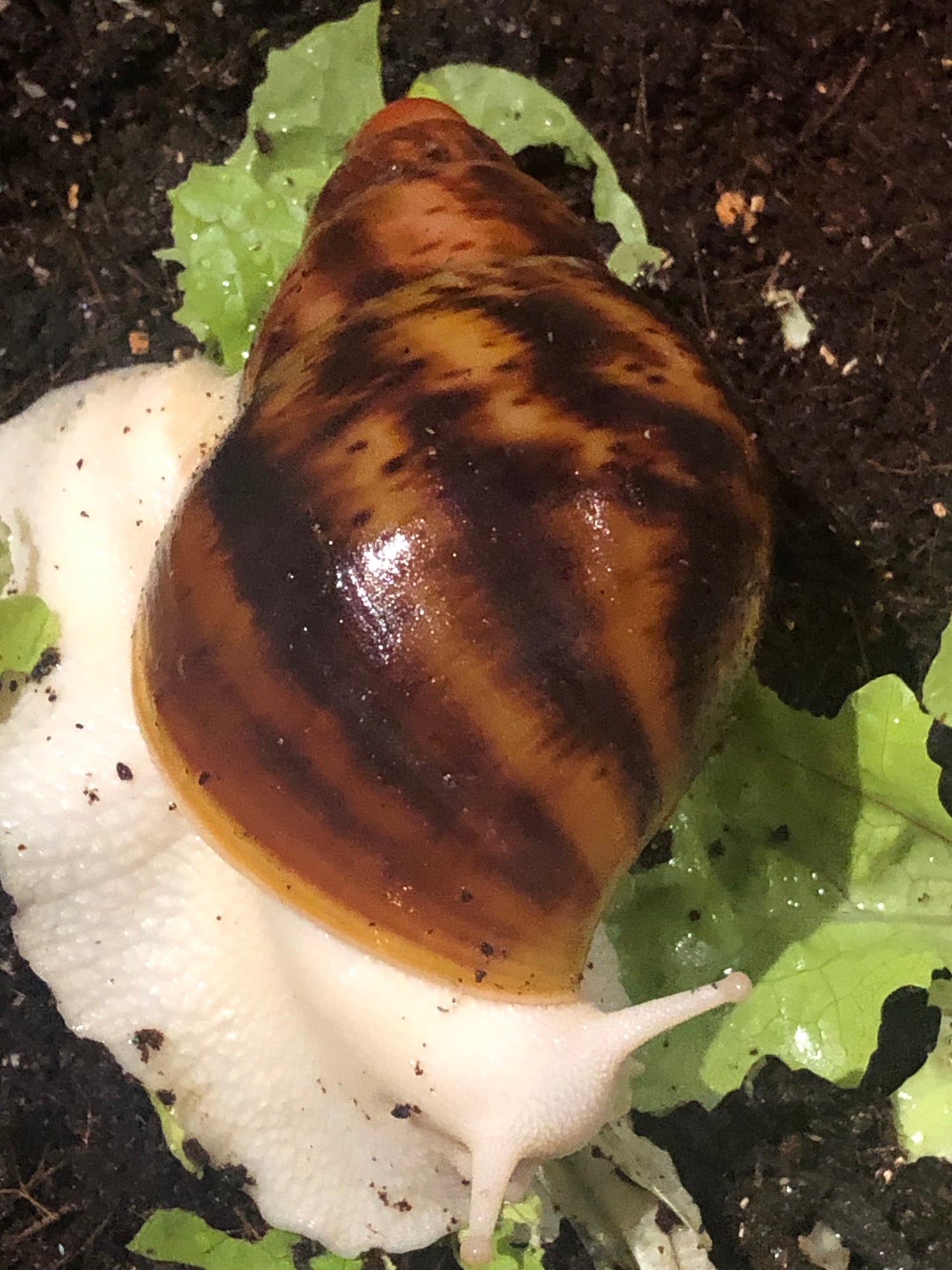 Archachatina Marginata Suturalis pied Albinos