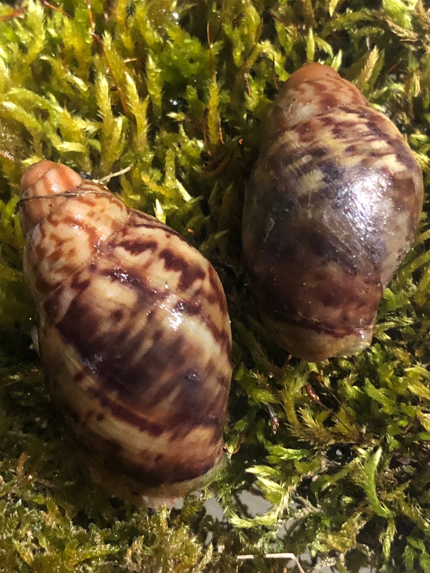 Archachatina Porphyrostoma pied foncé